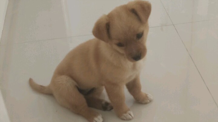 Chú chó cỏ bị người sợ chó nhặt về, đúng là bất đắc dĩ quá!