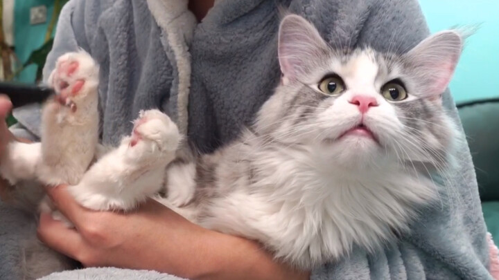 Memotong kuku dan mencukur bulu di kaki si manis kucing Maine Coon—video seboring ini aja aku bisa n