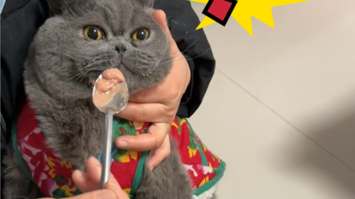 Chú mèo ngày xưa ở nhà một mình khóc đến mắt đỏ hoe, năm nay đã về làng đón Tết rồi