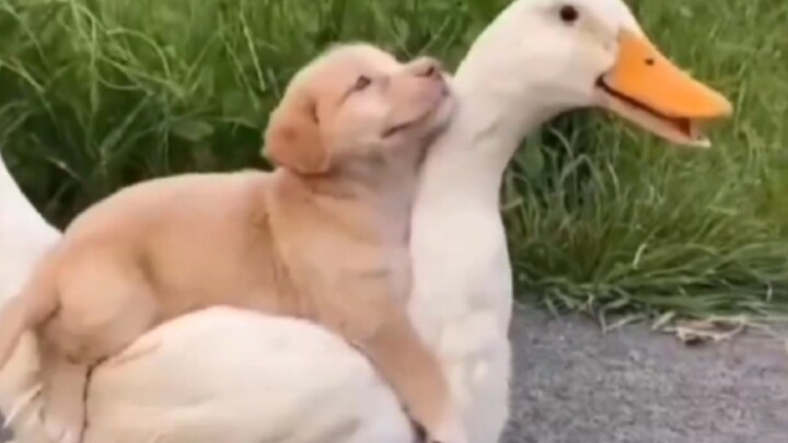 “خليك سعيد للأبد يا بط!”