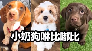 اليوم سألهو مع جروه حضانة الكلاب الصغيرة بسعادة ومرح!!