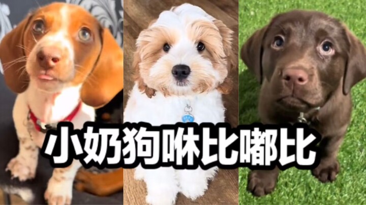 Today, I'm having a blast with the little puppies at the dog daycare!