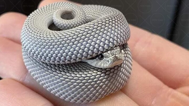 Cute little snake collection~