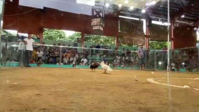 #4years old na White..