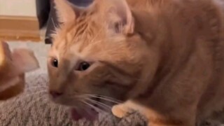 猫猫:好吃……呕……