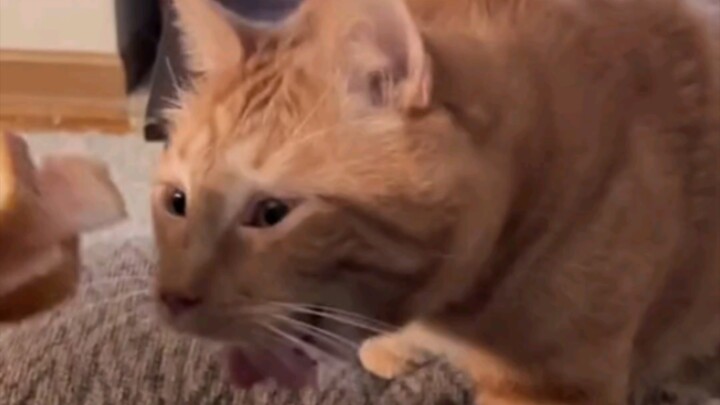 猫猫:好吃……呕……