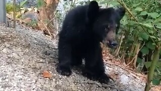 Entah sudah berapa lama si beruang kecil menunggu di pinggir jalan