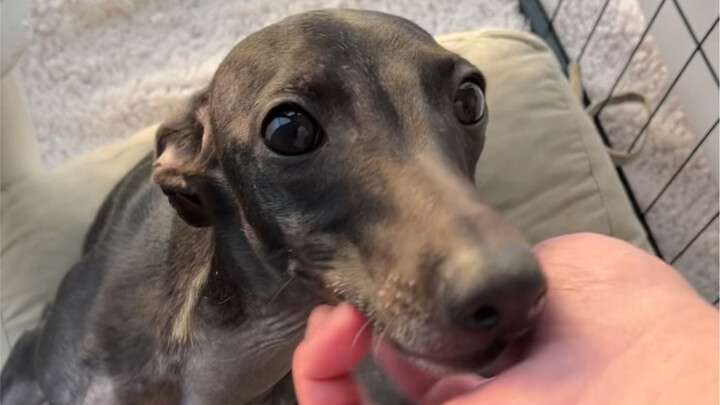 My dog can be cute for at least 5 minutes every day...