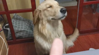 Chú Golden Retriever nghe hiểu được giọng điệu