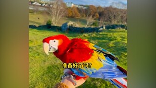 The parrot flew freely for the first time, and there was a moment after it was let go that the owner
