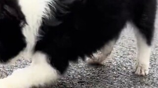 Vụ việc Bian Collie ném chú chó tha mồi vàng là đúng hay sai?