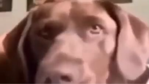 Videos Laughts