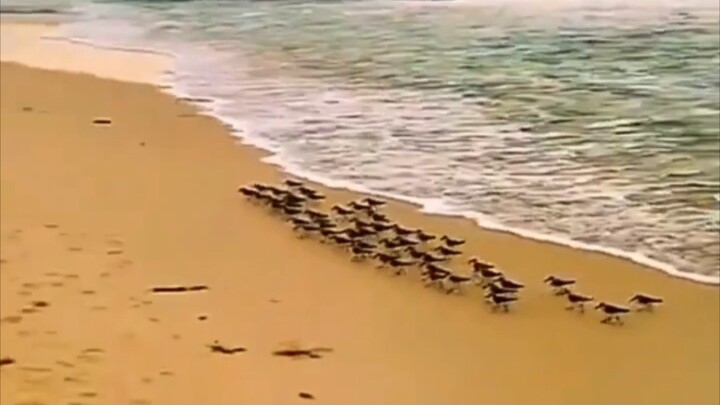 Birds go tide-hunting, or are they being chased by the sea?