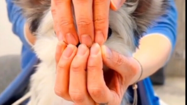 The dog version of “Flower” is seriously addictive!