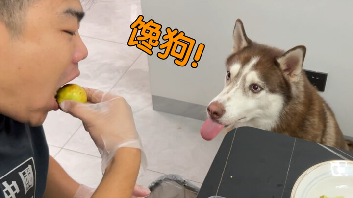 Husky: Makanannya sudah siap, tapi bukan untukku!