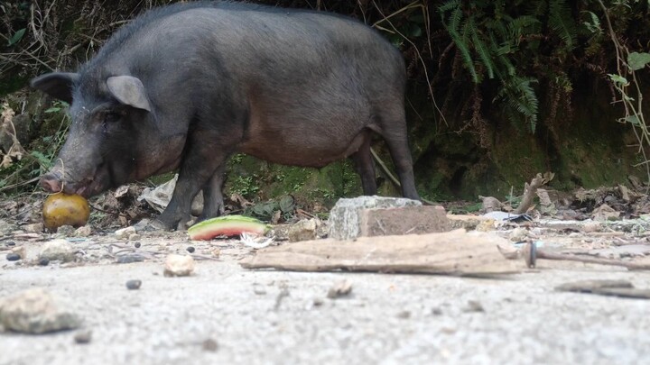 Getting cuter and cuter—great for digesting fruit and vegetable peels