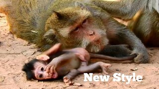 Amazing Baby Monkey Bailee No Like Baby Calvin,Bailee Very Happily Get Milk​ From Mum till Like This