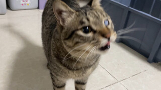 Mèo con ở nhà tủi thân tìm mẹ, dùng camera giám sát gọi cậu ấy, lập tức chạy lại dụi vào nũng nịu