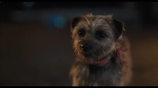 Strays _ Official Trailer [HD][ full movie link in description]