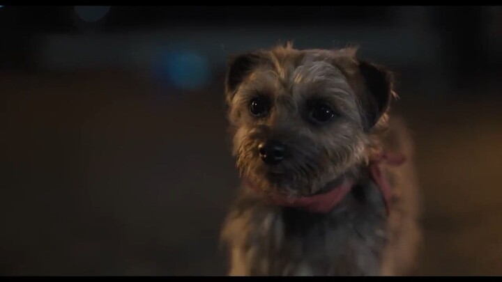 Strays _ Official Trailer [HD][ full movie link in description]