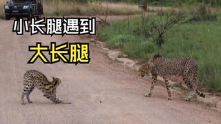 那些狂野的动物视频！