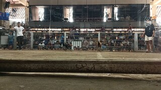 3xwin bulik signature line