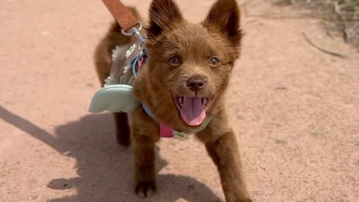 Little Chestnut has found a new home!