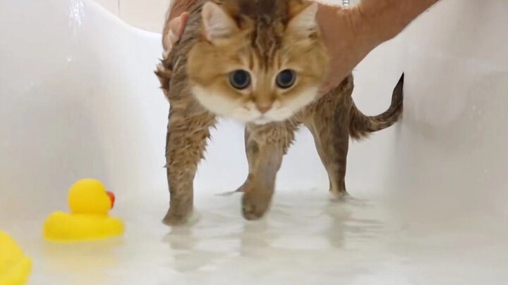Oh no! I washed my cat until it looked like a hedgehog!