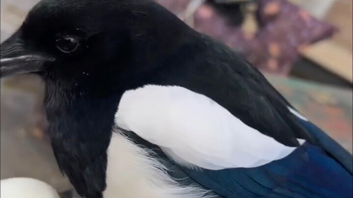 The magpie is following, wanting to go home together.