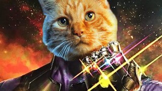[Film Kucing] Avengers 4 akan segera hadir, saya akan mengajarkan Anda cara mengetahui apakah kucing