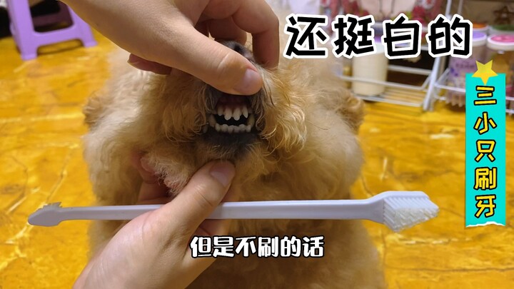 Time to brush my teeth and hit the hay—Tutu Pets, Germany’s Trixi.