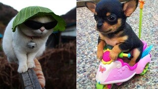 Baby Animals Funny | Funny Cats And Dogs Videos Compilation 2020 | Try Not To Laugh