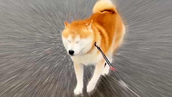 When it suddenly starts raining, the Shiba Inu quickly switches its eyes to “waterproof mode.”