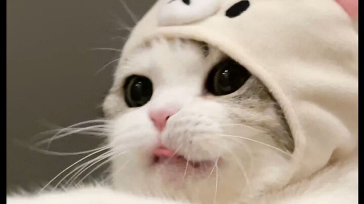 Dia mengejar, dia melarikan diri—kucing-kucing kecil takkan bisa kabur!