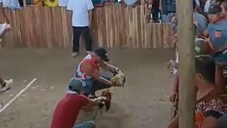 2x derby winner walang sugat