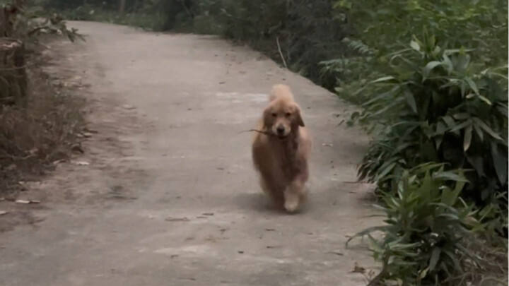 Saat menggali ubi jalar, jangan sekali-kali membawa anjing! Anjing itu punya ingatan bagus soal jala