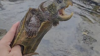 I think 99% of people have never seen this kind of turtle?