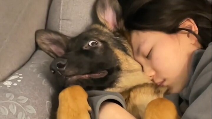 “Anjing dan Tuan Kucing yang Pemarah”