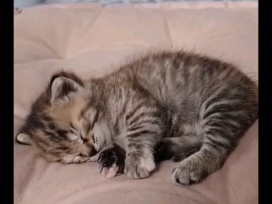 Mom Cat: Don't touch my baby.