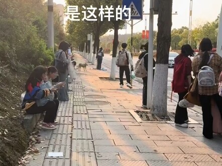 หมาตัวนี้ทุกวันพอถึงเวลาก็มา แล้วเดินไปหาเด็กนักเรียนทีละคน มองพวกเขาด้วยสายตาอ้อนวอนแบบน่าสงสาร