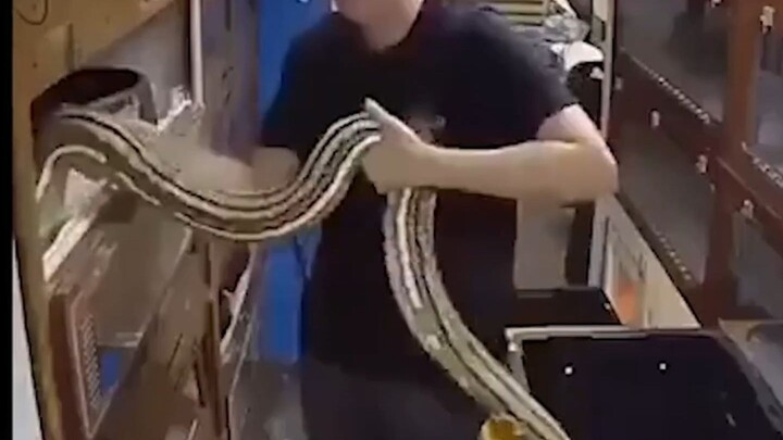 Snake: You’re stepping on my tail—let me take a bite!