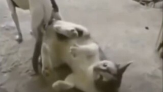 畸形的爱
