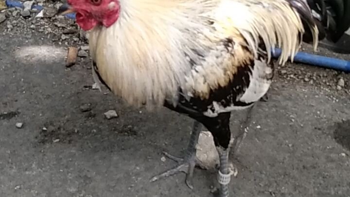 my thethon grey mabangis