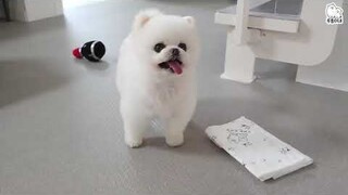 cún con cute pongki và rudy cực kỳ dễ thương - Phần 6