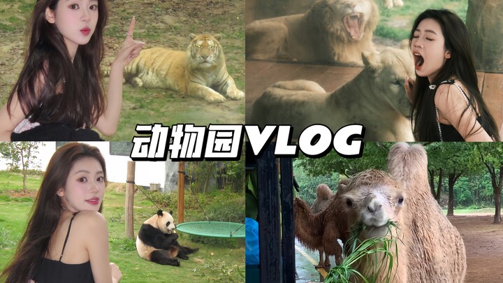 Zoo Vlog | I Finally Saw the Giant Pandas I’d Been Dreaming About—The Zoo Is So Much Fun! These Litt