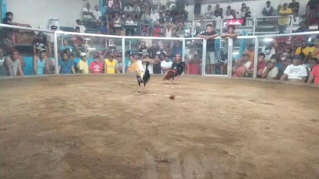 late upload buyers update 2hits double entry first fight Meron side L 2nd NF