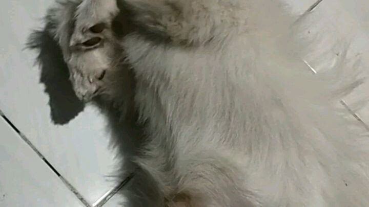 Our baby bailey boy