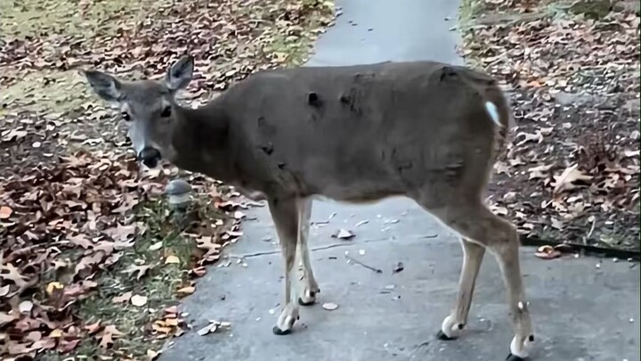 Dengan diam-diam mendekati seekor rusa kecil dan membersihkan bulunya…