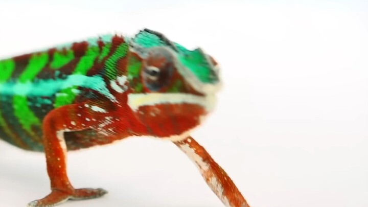How do chameleons change color, and why do they do it?
