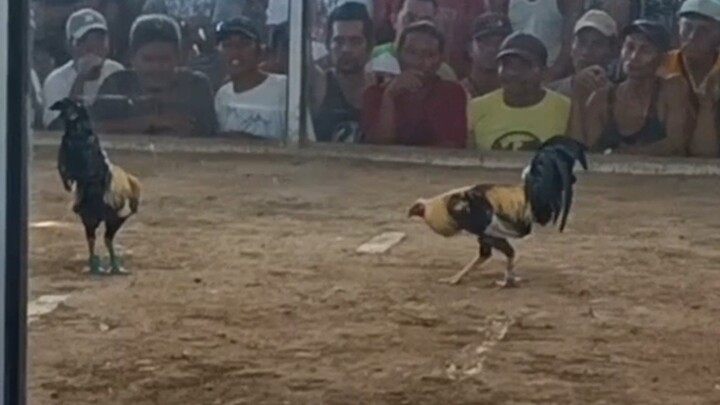 BUNAL TALISAY! TALIBON ARENA // YLH GREY 2ND WIN